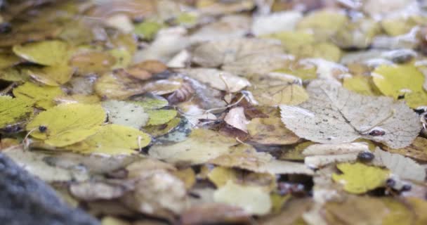 Gotas de lluvia cayendo en el charco con hojas de otoño — Vídeo de stock