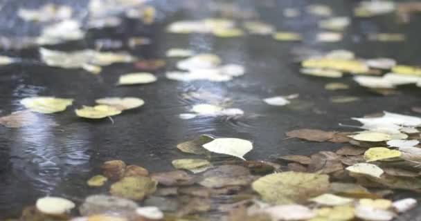 Краплі дощу падають на калюжу з осіннім листям — стокове відео
