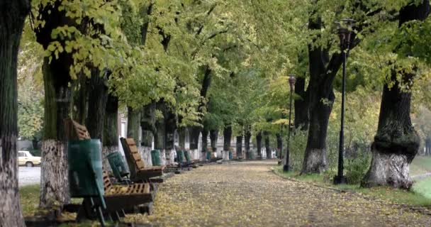 Blick auf Herbstlaub und Bank in der Parkgasse, während es regnet — Stockvideo