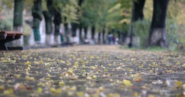 Vista del follaje y banco de otoño en el callejón del parque, mientras llueve — Vídeos de Stock