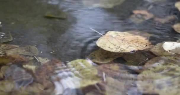 Капли дождя падают на лужу с осенними листьями — стоковое видео