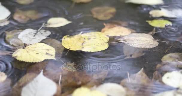 Krople deszczu spadające na kałuży z jesiennych liści — Wideo stockowe