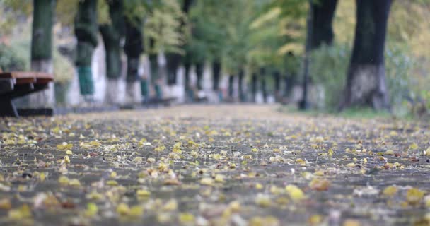 Капли дождя падают над жёлтыми листьями вблизи с размытыми людьми, идущими с зонтиками на заднем плане — стоковое видео
