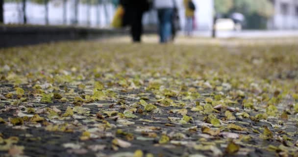 Gotas de lluvia cayendo sobre hojas amarillas Vista de cerca con gente borrosa caminando con paraguas en el fondo — Vídeos de Stock