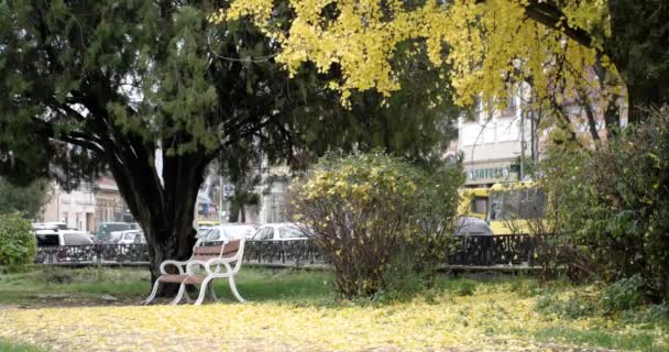 Banco in un parco della città di autunno con i veicoli di guida sullo sfondo, intervallo di tempo di giorno pieno di sole — Video Stock