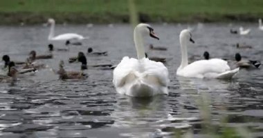Grup kuş, beyaz kuğu ve yaban ördekleri Rier besleme