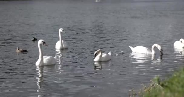 Groep van vogels, witte zwaan en wilde eenden voeden in de Rier — Stockvideo