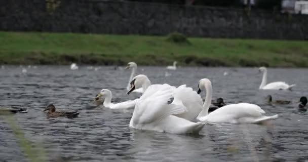 Grupo de Pássaros, Cisne Branco e Patos Selvagens Alimentação no Rier — Vídeo de Stock
