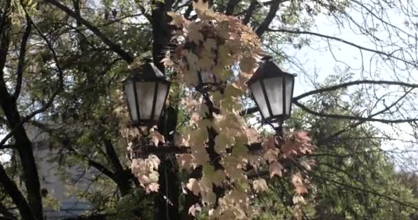 Outono bela hera vermelha deixa Curling em um poste de lâmpada de rua e acenar em um vento — Vídeo de Stock
