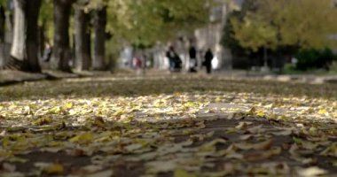 Sonbahar yaprakları kömür topakları üzerinde. Sonbahar yaprakları ve insanlar bir arka plan geçen odak dışı odak