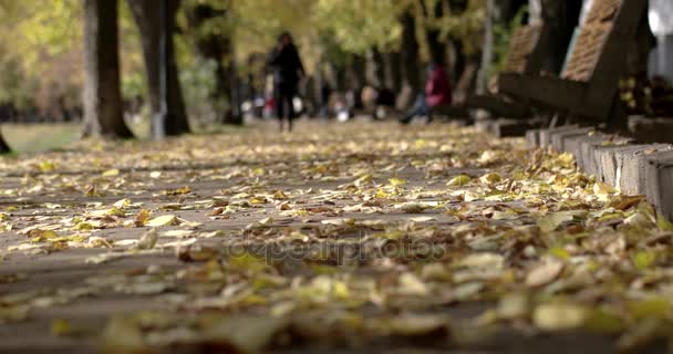 Осенние листья на булыжнике. Фокус на аутопсии уходит и уходит из фокуса проходящих мимо людей на заднем плане — стоковое видео