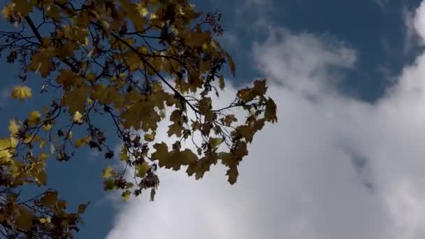 Golden orange Herbstblätter auf Zweigen zitternd auf dem Hintergrund des blauen Himmels mit Wolken — Stockvideo