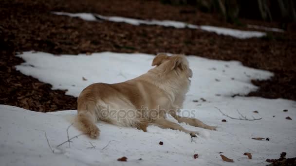 山の森林、冬の風景に雪の中で座っているゴールデンレトリーバー犬 — ストック動画