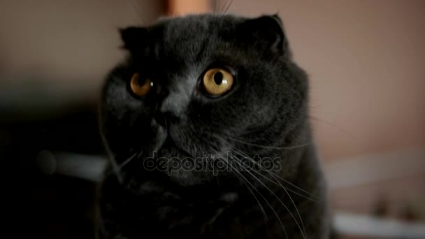 Britská kočka s velkýma očima