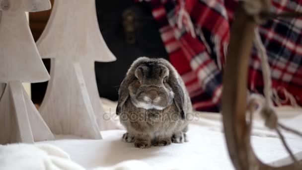 Hase schnuppert Weihnachtsdekoration im Fotostudio — Stockvideo