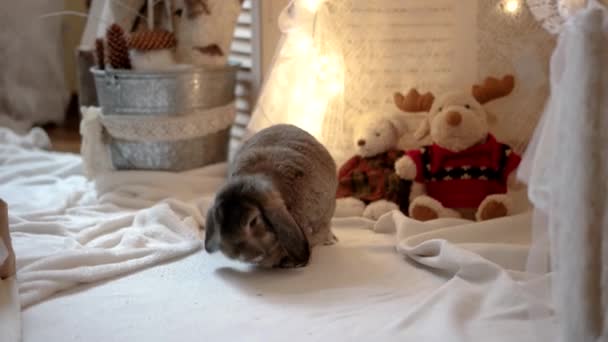 Rabbit Sniffs Christmas Interior Decorations in the Photo Studio — Stock Video