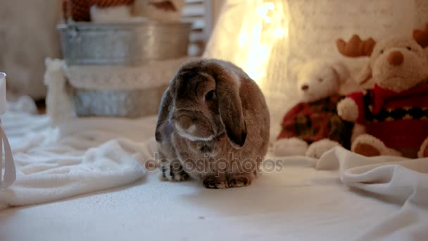 Konijn is interieur kerstversiering in de fotostudio — Stockvideo