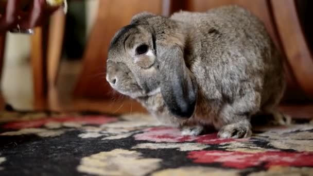 Carino coniglio domestico sta mangiando banana al coperto (Close-Up Shot ) — Video Stock