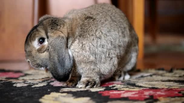 可爱的家兔子是吃香蕉室内 （特写镜头) — 图库视频影像