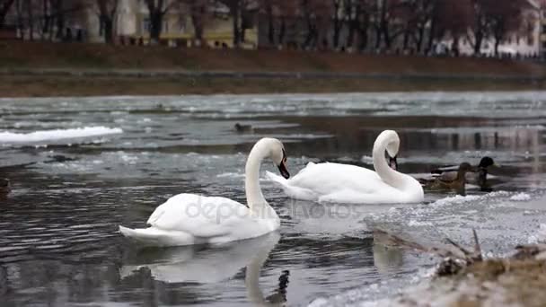 Wild Birds in the River. Canards et cygnes nagent dans la rivière sous la neige 