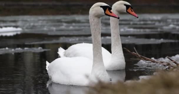 Wild Birds in the River. Patos y cisnes nadan en el río bajo la nieve — Vídeos de Stock