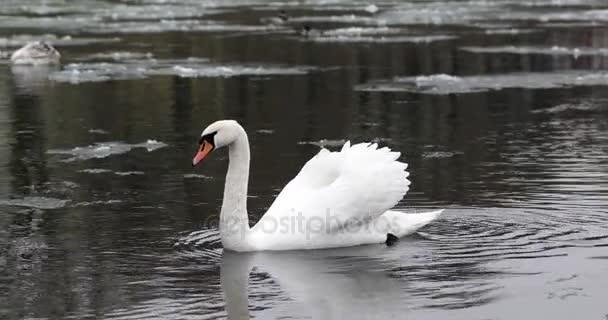 Wild Birds in the River. Canards et cygnes nagent dans la rivière sous la neige 