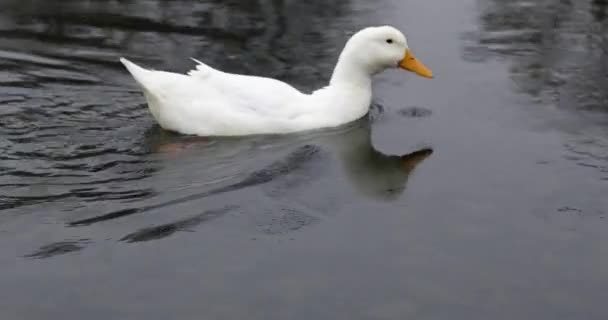 Дикие птицы в реке. Белая утка плавает в реке под снегом — стоковое видео