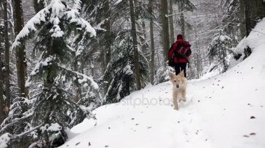 Golden Retriever köpek zevk kış oynamak ve eğlenmek karda