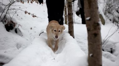 Golden Retriever köpek zevk kış oynamak ve eğlenmek karda