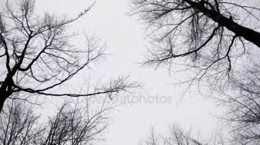 Yürüyüş ve huş ağacı orman bulutlu bir günde kışın ararken. Steadicam atış.