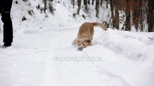 遊んでゴールデンレトリーバー犬楽しんで冬と雪の中で楽しい — ストック動画