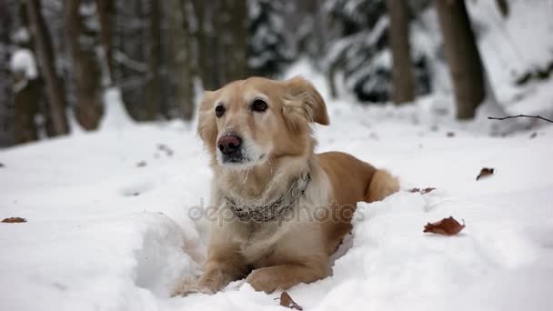 Golden Retriever Hund genießt winterliches Spielen und Spaß im Schnee — Stockvideo