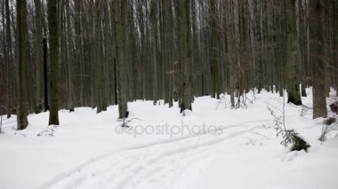 Kar üzerinden yürüyen bir kış ormandaki kaplı. POV.