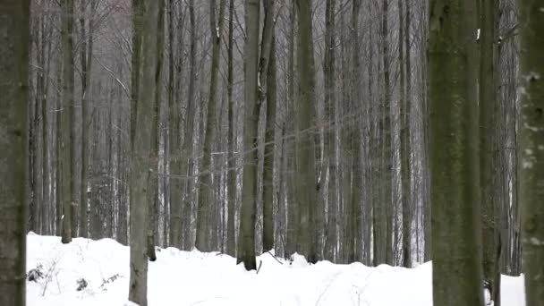 Chodzenie po śniegu objętych drzewa w zimowym lesie. Pov. — Wideo stockowe