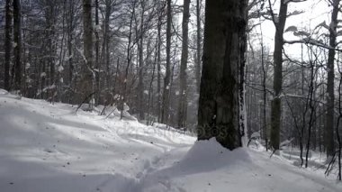 Kış gezi ormanın içinden. Ağır karla kaplı bir orman içinde bir yolda yürüyorum. Dağ orman manzarası. POV arkadan görünüş
