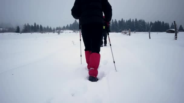 徒步旅行者在大雪覆盖的森林里的小路上的背影 — 图库视频影像