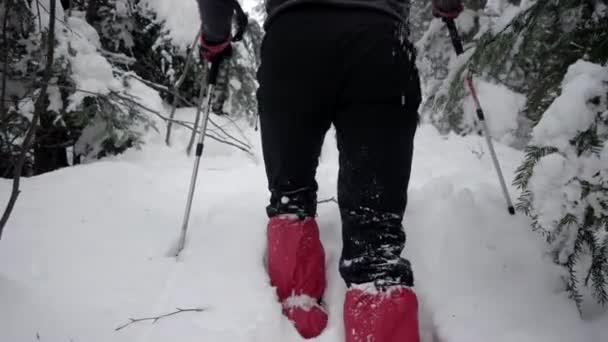 徒步旅行者在大雪覆盖的森林里的小路上的背影 — 图库视频影像