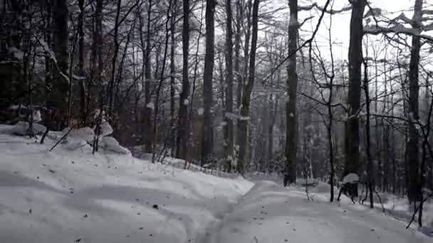 Zimní cesta lesem. Chůzi na cestě uvnitř lesa pod těžkým sněhem. Horský lesní krajina. Pohled zezadu POV — Stock video