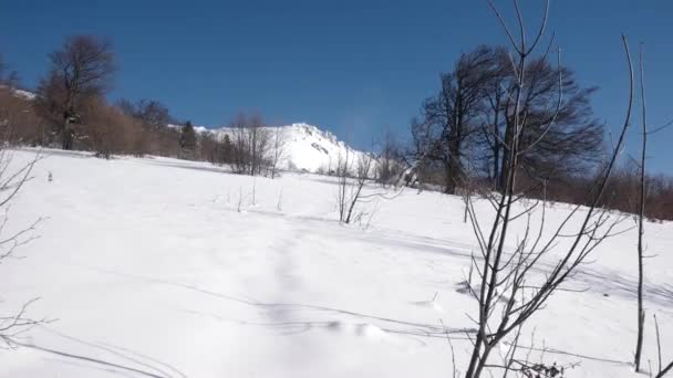 森の中の冬の旅。重い雪に覆われた森の中のパスを歩いてください。山の森の風景。ハメ撮りの後姿 — ストック動画