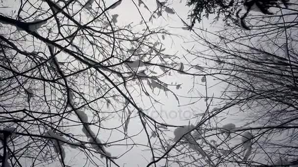 Mouvement en douceur sous les arbres d'hiver recouverts de neige. Vue de bas en haut 