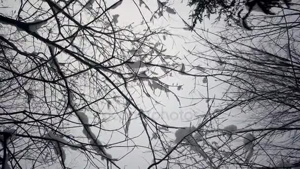 Mouvement en douceur sous les arbres d'hiver recouverts de neige. Vue de bas en haut — Video