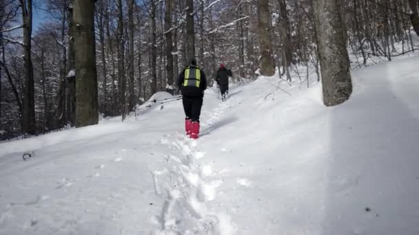 徒步旅行者在大雪覆盖的森林里的小路上的背影 — 图库视频影像