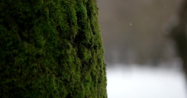 ぼやけた背景で雪が降っている間、公園の木の幹の苔に焦点を当てた浅い被写界深度 — ストック動画