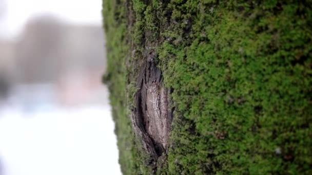 ぼやけた背景で雪が降っている間、公園の木の幹の苔に焦点を当てた浅い被写界深度 — ストック動画
