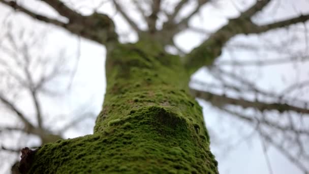 ぼやけた背景で雪が降っている間、公園の木の幹の苔に焦点を当てた浅い被写界深度 — ストック動画