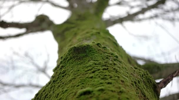 ぼやけた背景で雪が降っている間、公園の木の幹の苔に焦点を当てた浅い被写界深度 — ストック動画