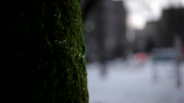 Płytkie głębia ostrości koncentruje się na mech na pniu drzewa w parku, podczas gdy pada śnieg z niewyraźne tło — Wideo stockowe