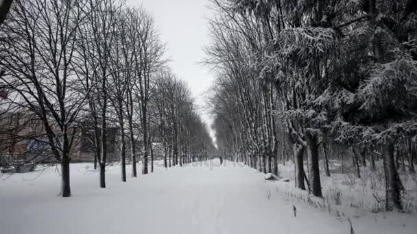 雪に覆われた路地、冬堤防でアベニューを歩いて誰かのステディカム ハメ撮り — ストック動画