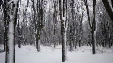 Karla kaplı Parck orman geçit ile yürüyüş Pov yan görünüm. Stabilize gimbal
