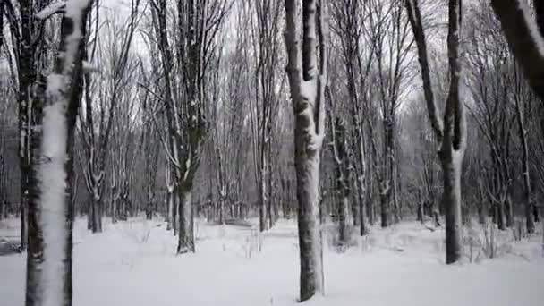 Pov Side View of Walking by Snow-Covered Parck Forest Walkway (em inglês). Gimbal Estabilizado — Vídeo de Stock